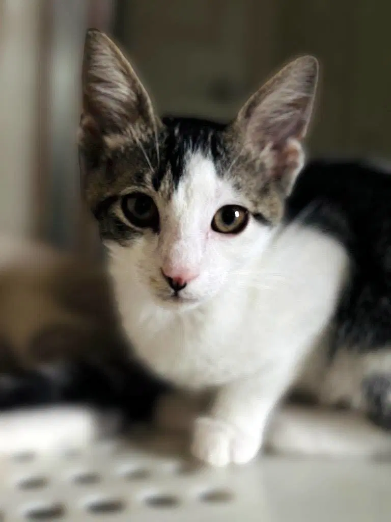 Mick - Domestic Short Hair