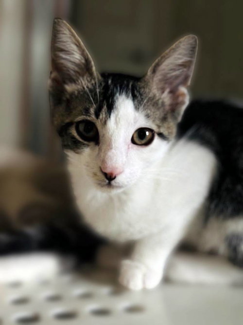 picture of the cat needing adoption