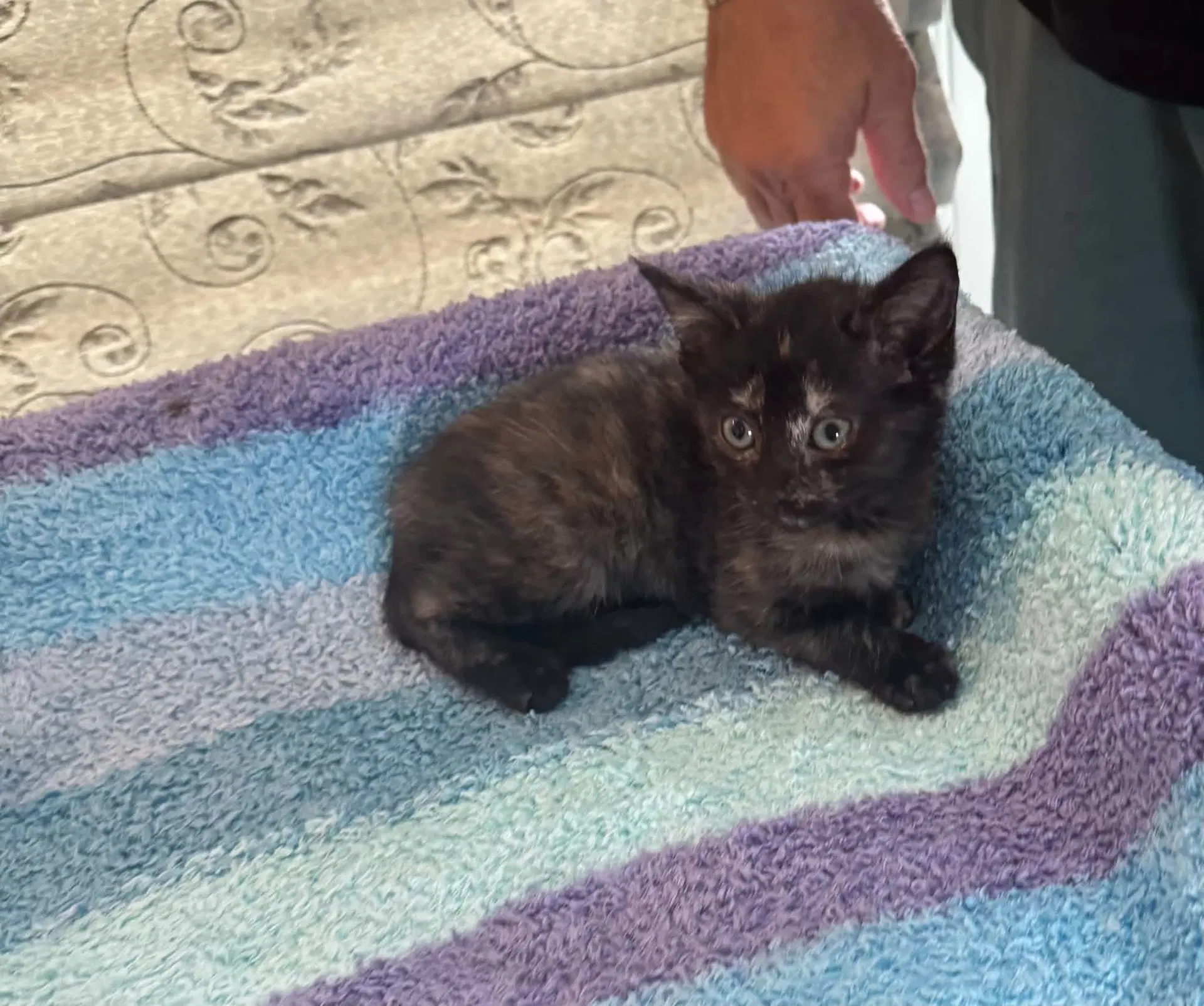 Mia - Domestic Short Hair