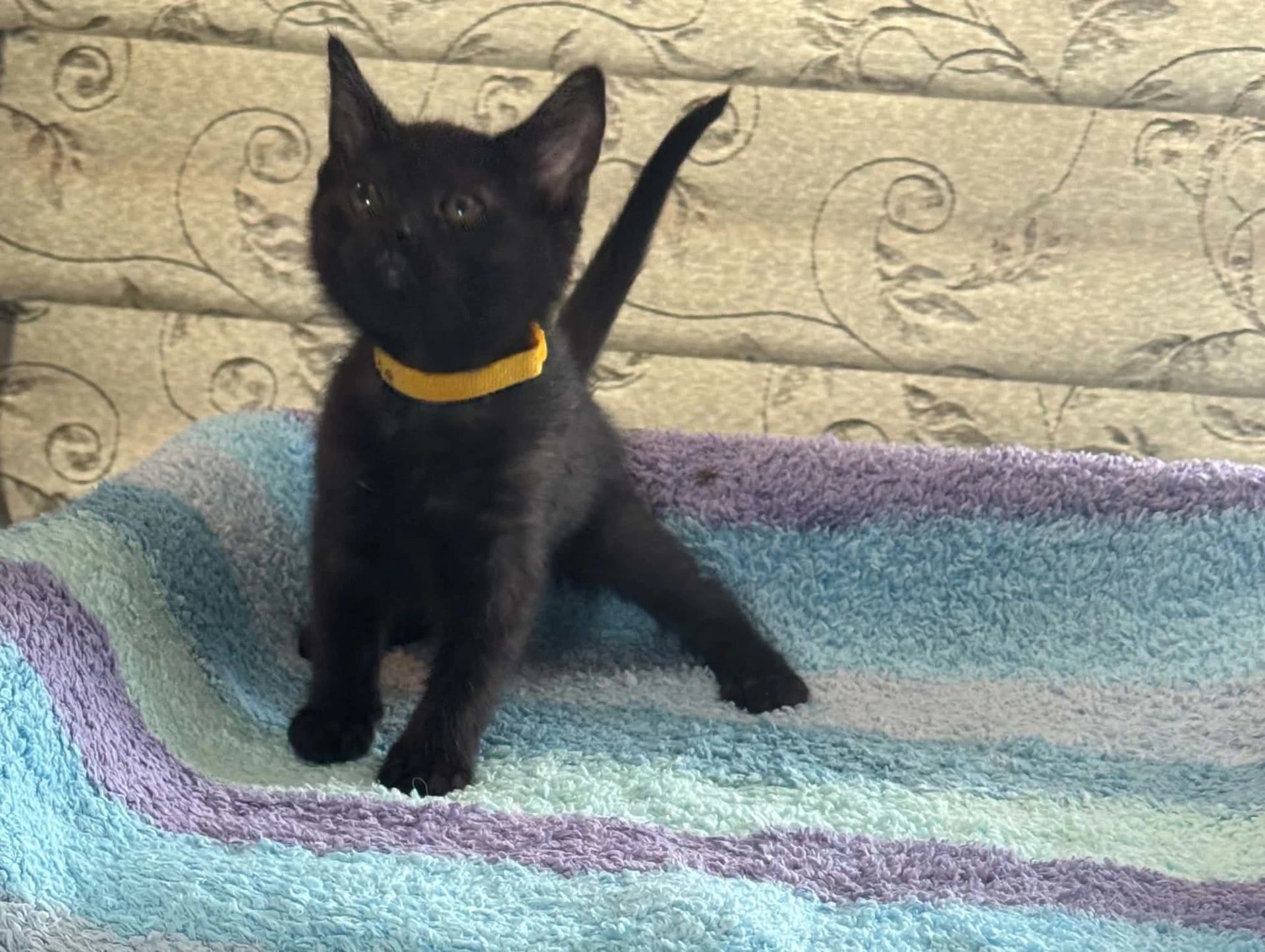 Luna M
