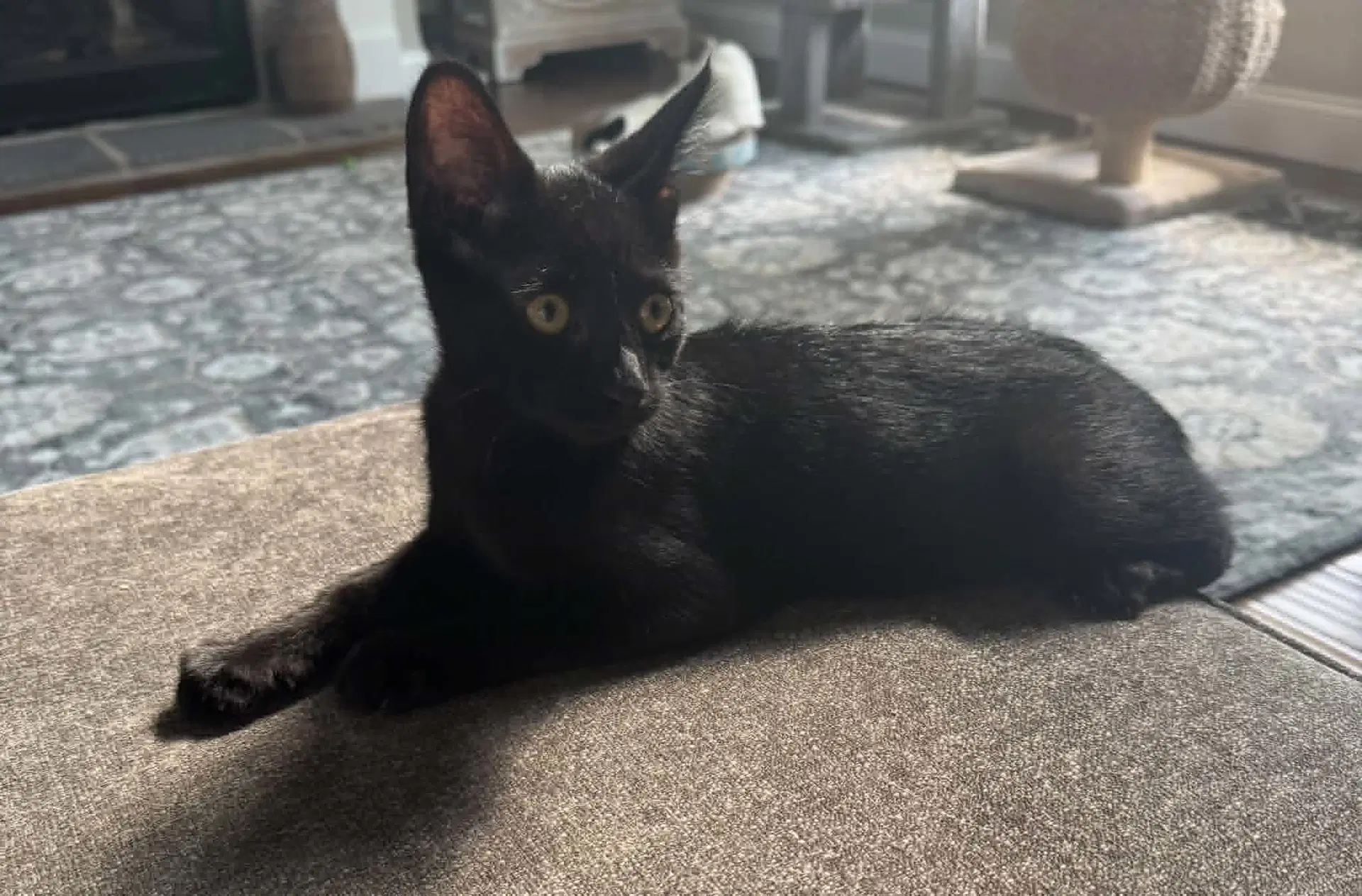 Stella - Domestic Short Hair