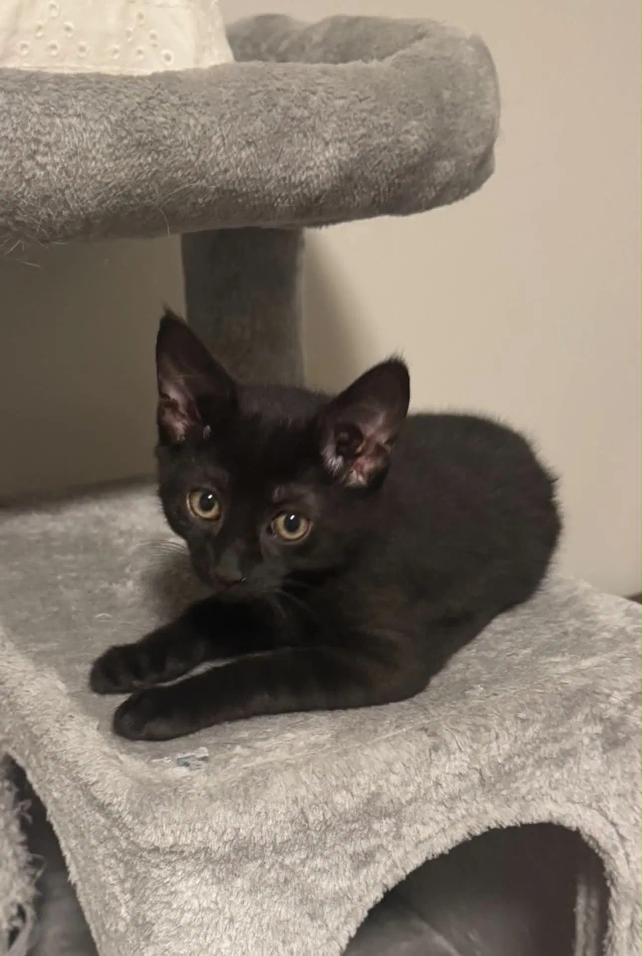 Stella image 2