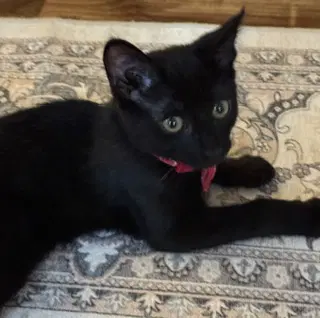 Stella image 3