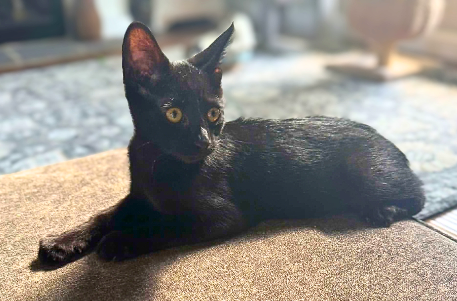 Stella