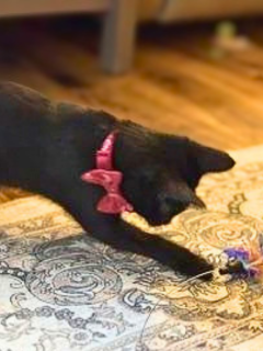 Photo 5 of Stella