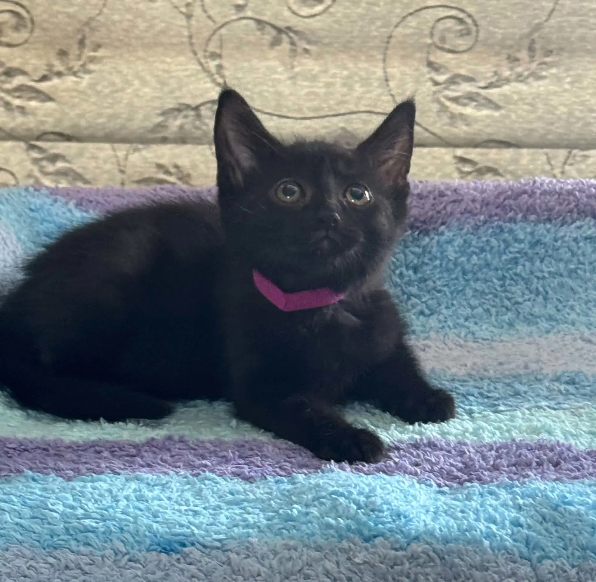 Sophia - Domestic Short Hair