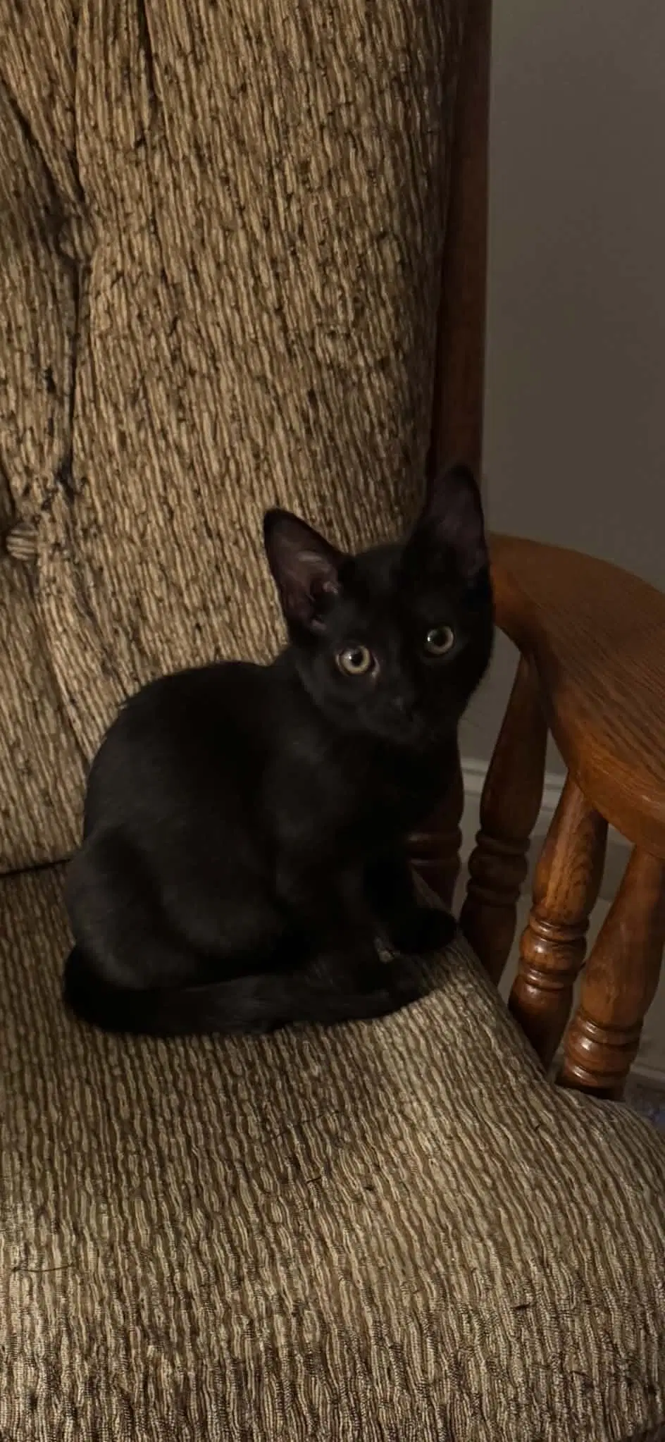 Sophia image 2
