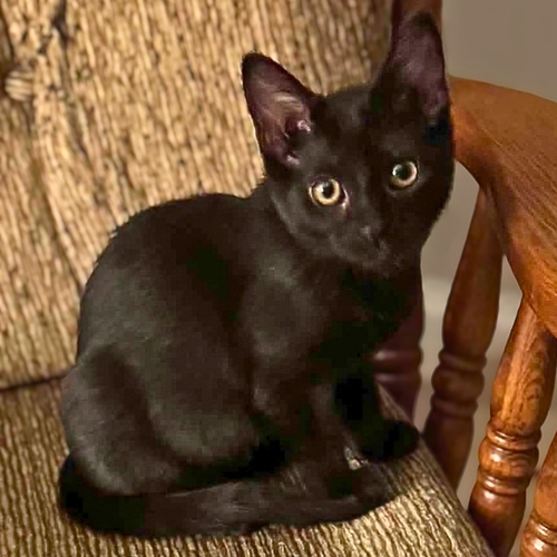 Sophia, a cat for adoption from Loving Care Cat Rescue