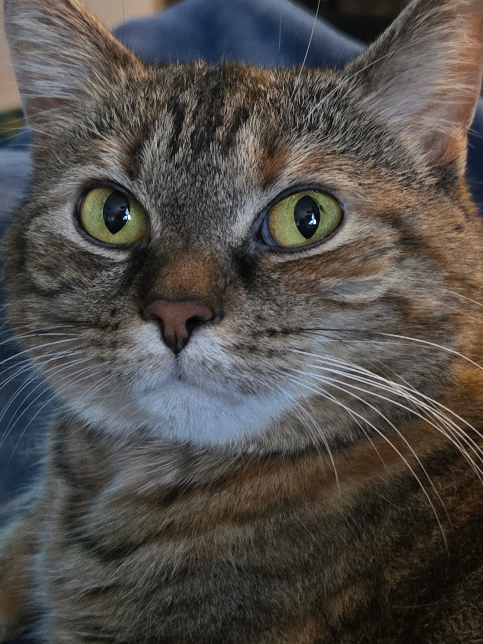 Paisley-Pop, cat
