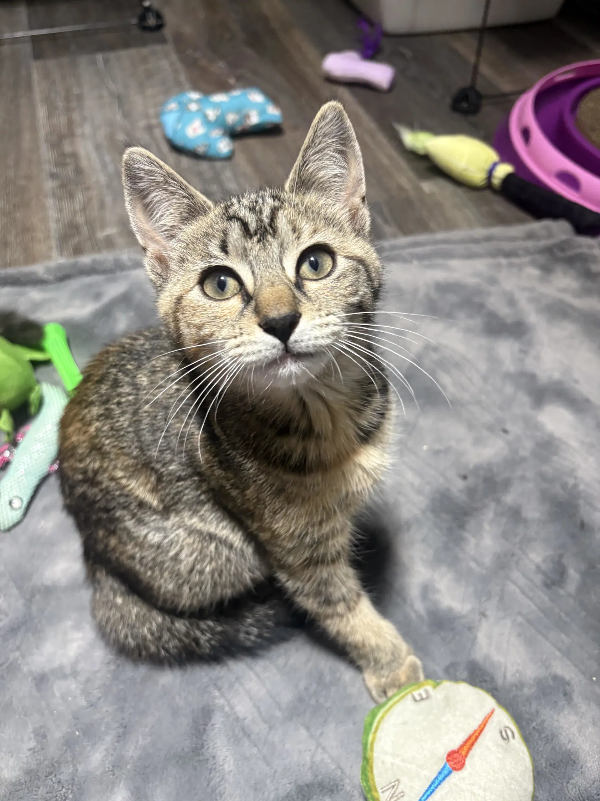 Nyx - Domestic Short Hair