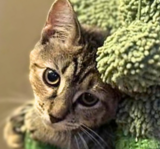 Nyx, a cat for adoption from Loving Care Cat Rescue