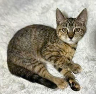 Photo 2 of Nyx