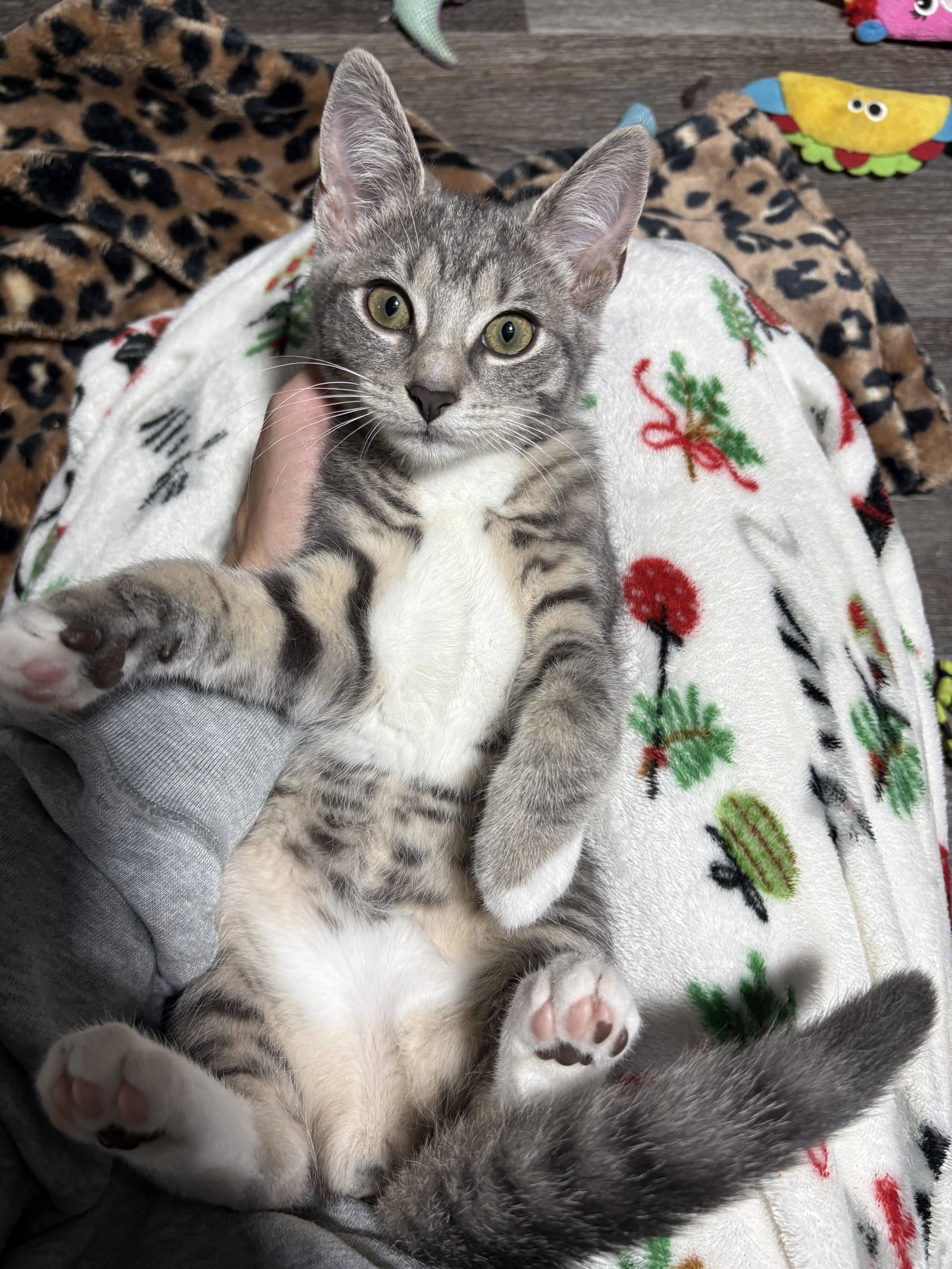 Zinnia J, cat