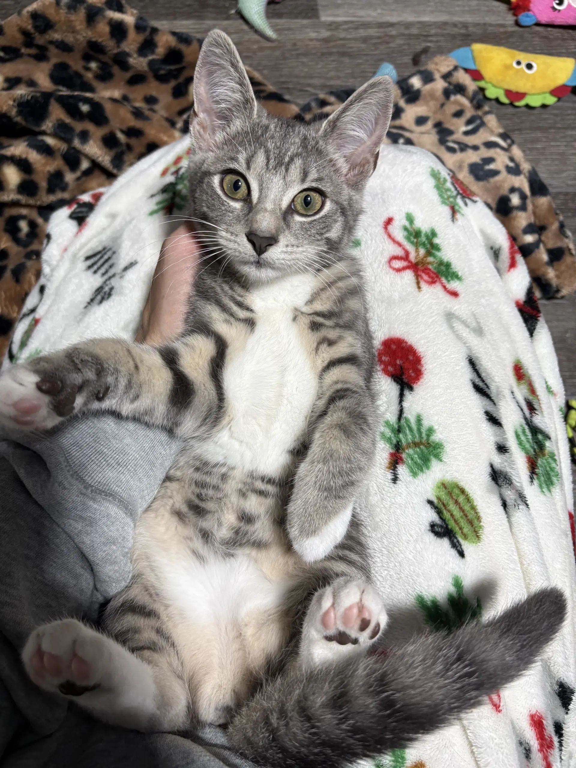 Zinnia J - Domestic Short Hair