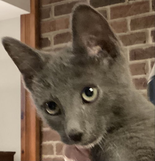 Georgie Girl