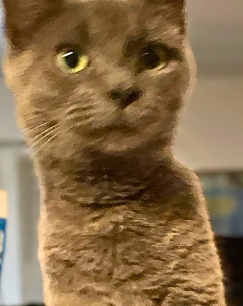 Georgie Girl, a cat for adoption from Loving Care Cat Rescue
