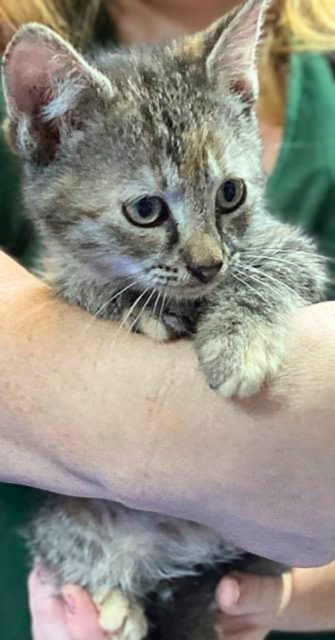 Zedmore, a cat for adoption from Loving Care Cat Rescue