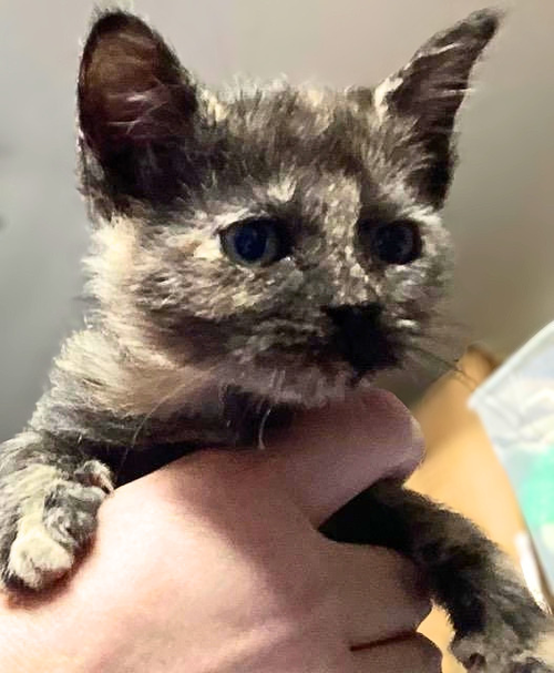 Stan 2, a cat for adoption from Loving Care Cat Rescue