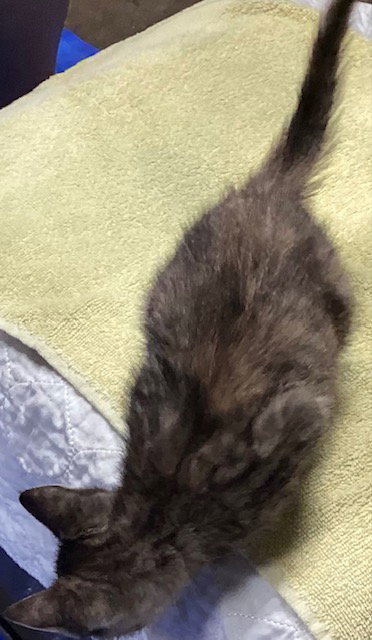 Spengler, cat