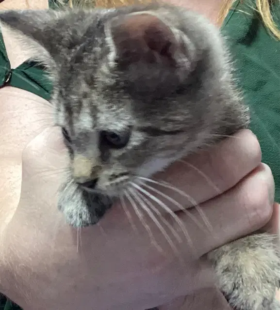 Spengler - Domestic Short Hair