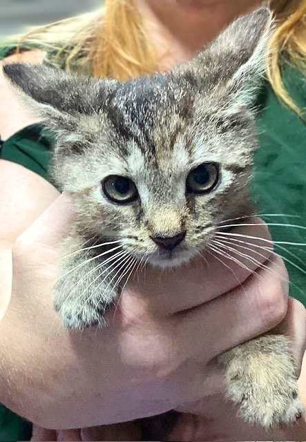Spengler, a cat for adoption from Loving Care Cat Rescue