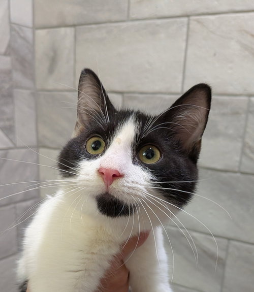 Venkman, a cat for adoption from Loving Care Cat Rescue