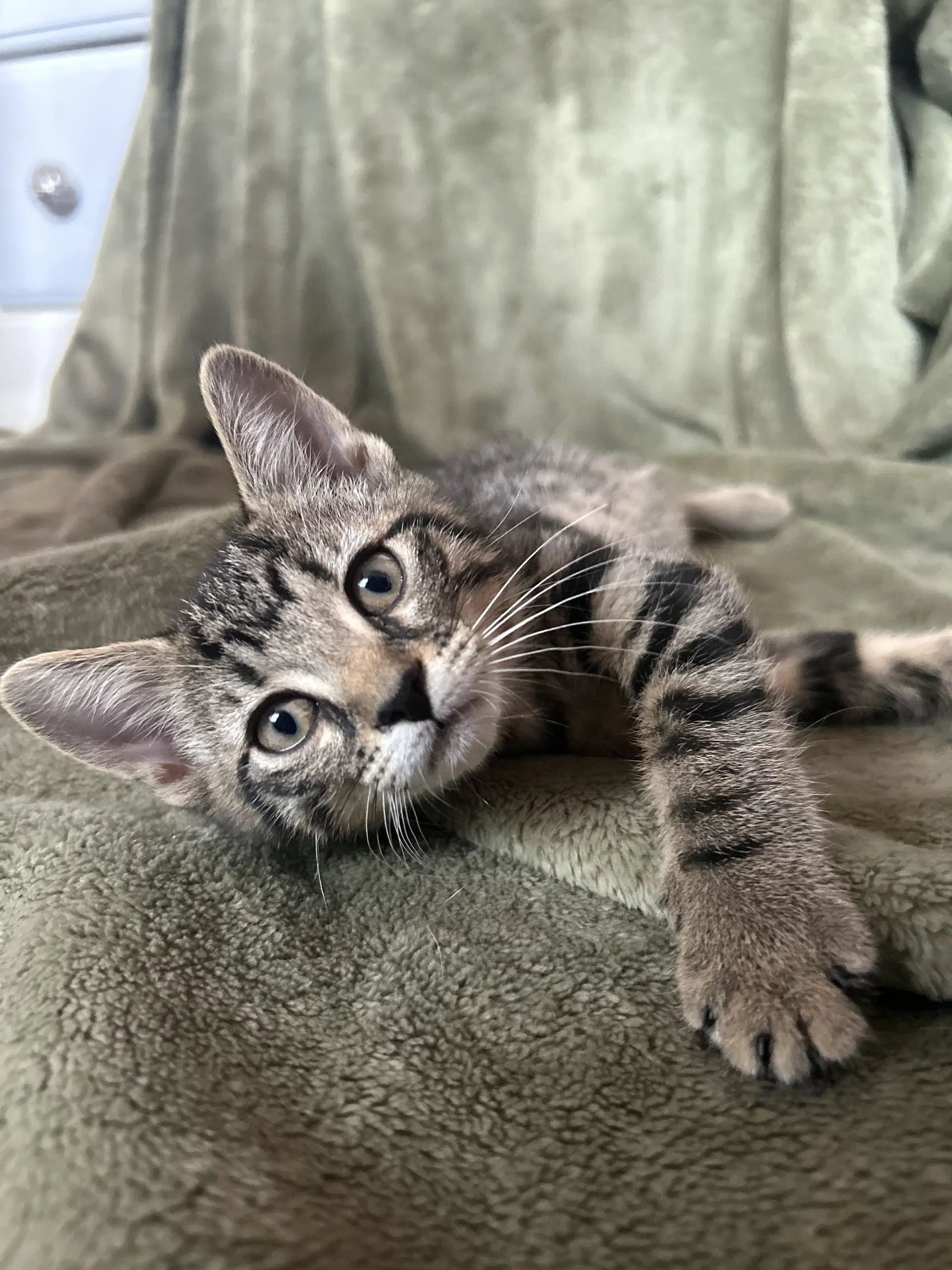 Marceline - Domestic Short Hair