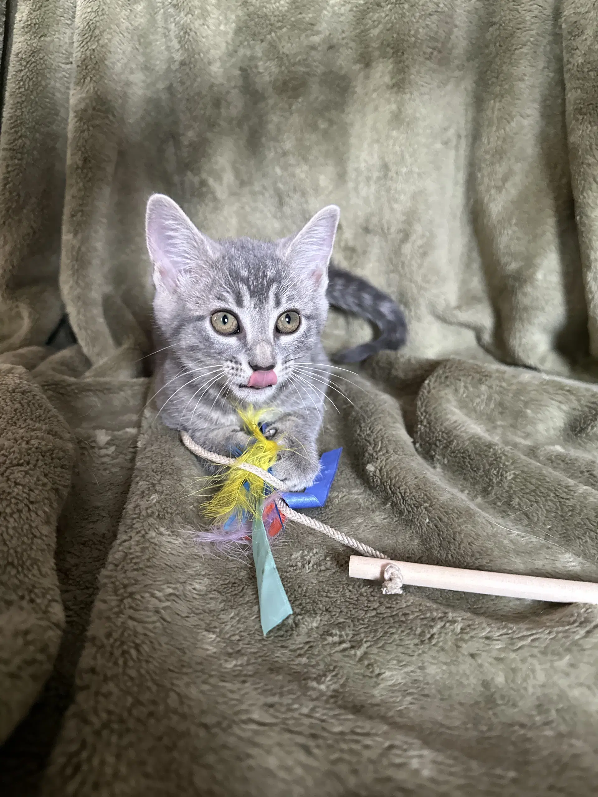 Zelda - Domestic Short Hair
