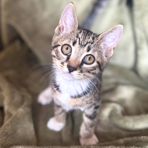 Bella, a cat for adoption from Loving Care Cat Rescue