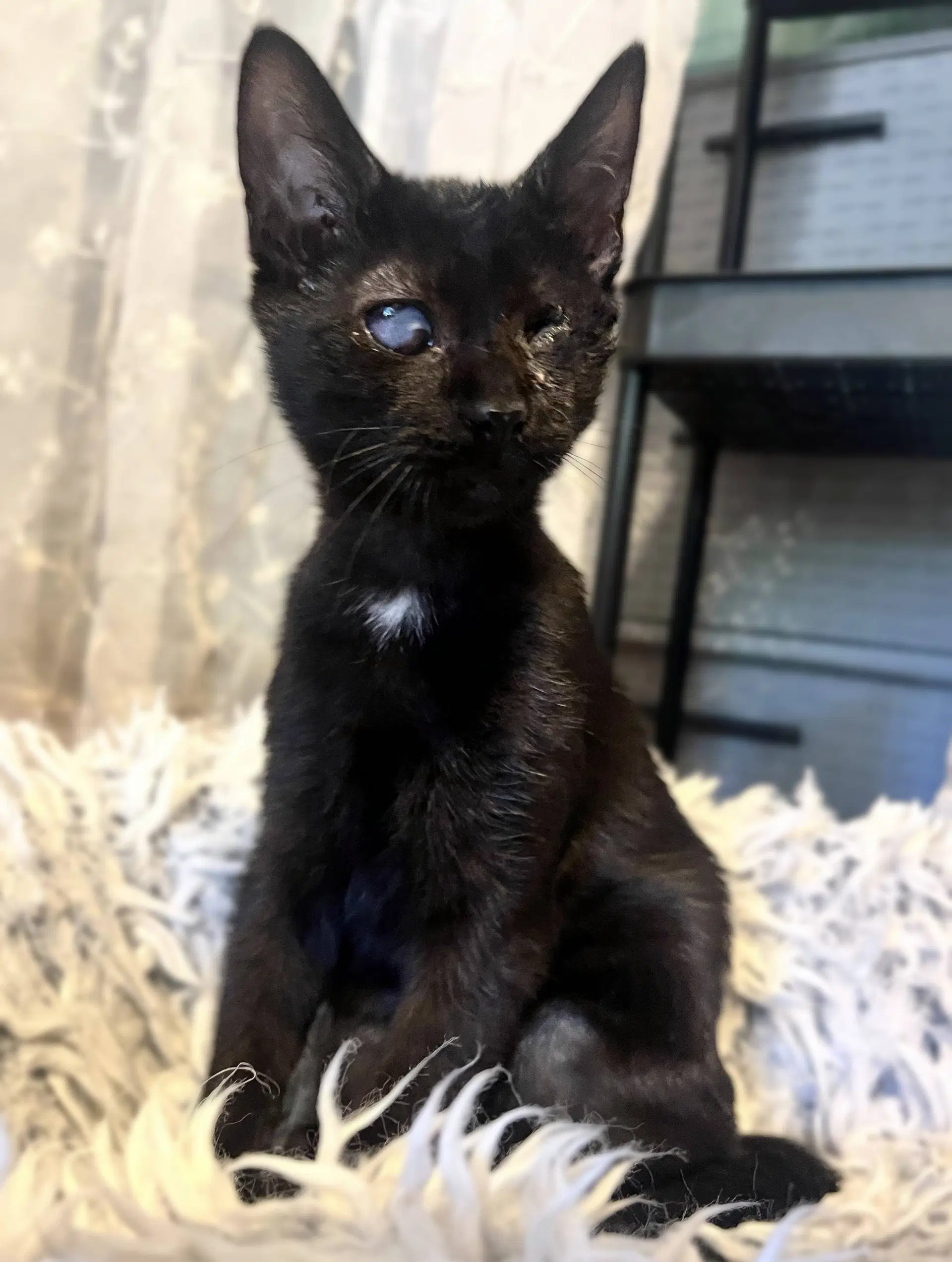 Popeye - Domestic Short Hair