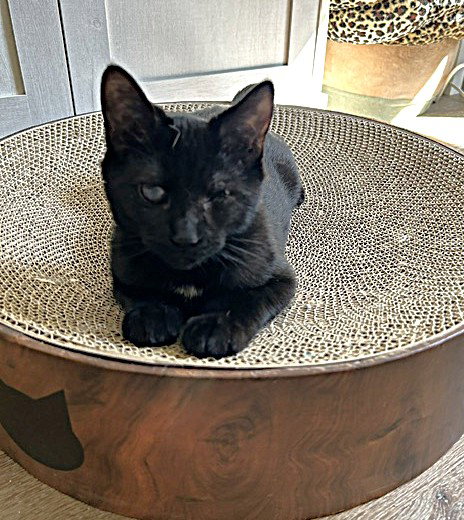 Photo 2 of Popeye - Super Snuggler