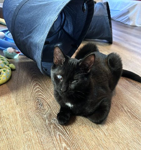 Photo 3 of Popeye - Super Snuggler