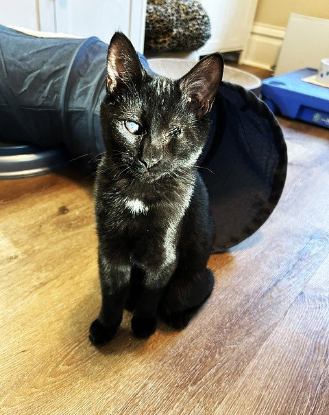 Popeye - Super Snuggler, a cat for adoption from Loving Care Cat Rescue