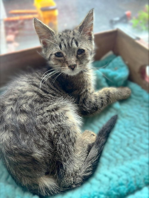 Millikan, a cat for adoption from Loving Care Cat Rescue