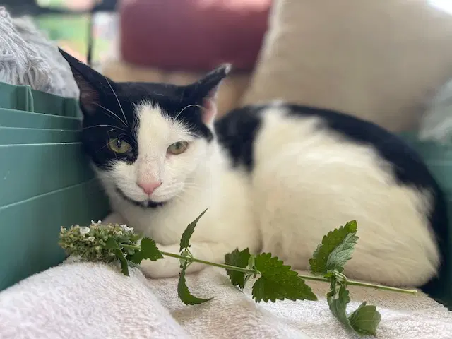 Opie Praying Paws - Domestic Short Hair