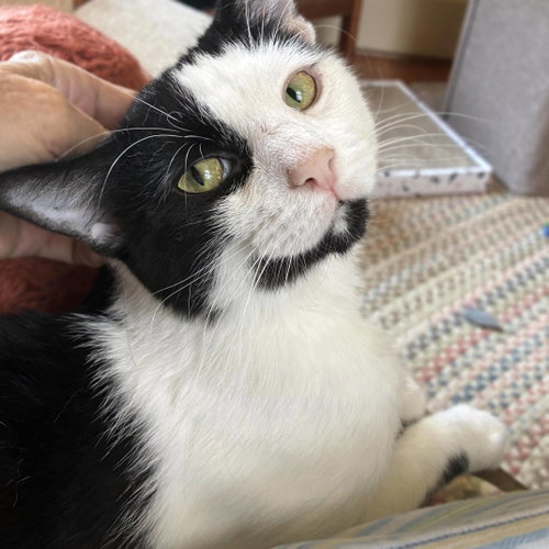 picture of the cat needing adoption