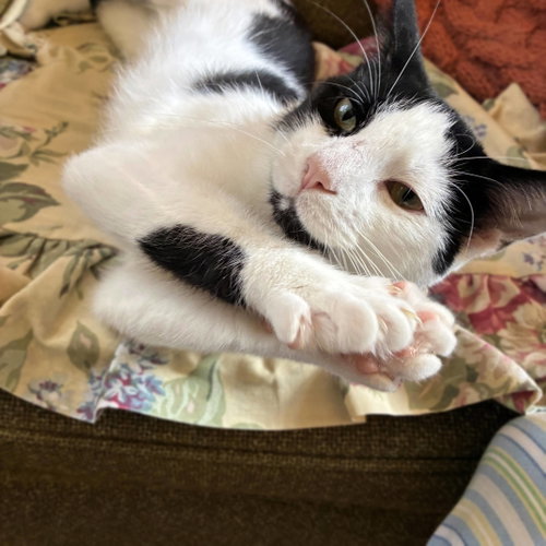 Photo 3 of Opie “Praying Paws”