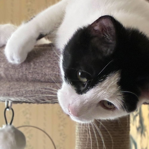 Photo 5 of Opie “Praying Paws”