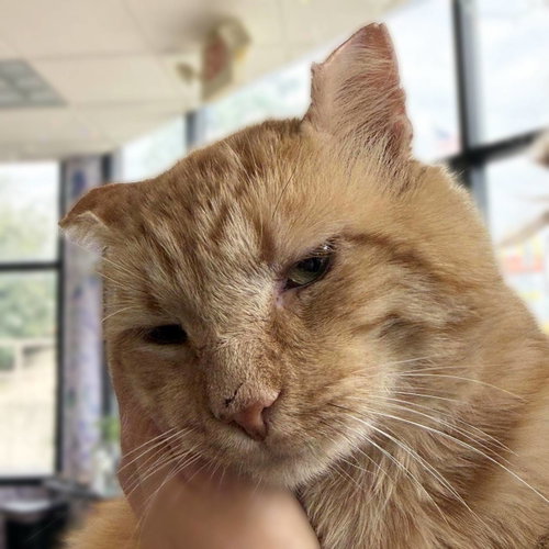picture of the cat needing adoption