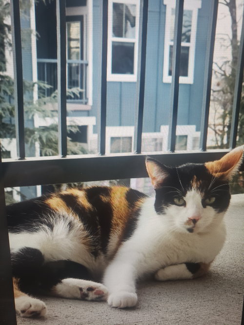 Savannah