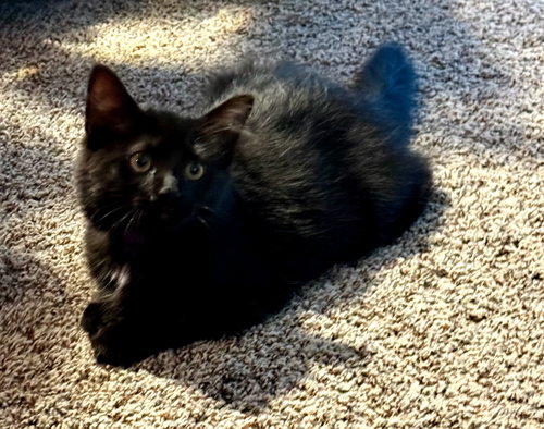 picture of the cat needing adoption