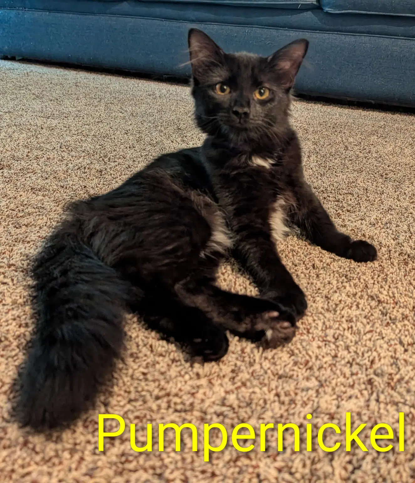 Pumpernickel image 1