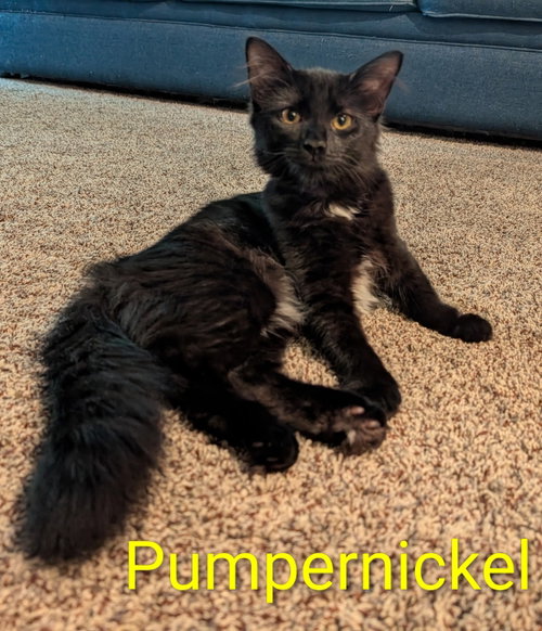 Pumpernickel (bonded with Raisin), a cat for adoption from Loving Care Cat Rescue
