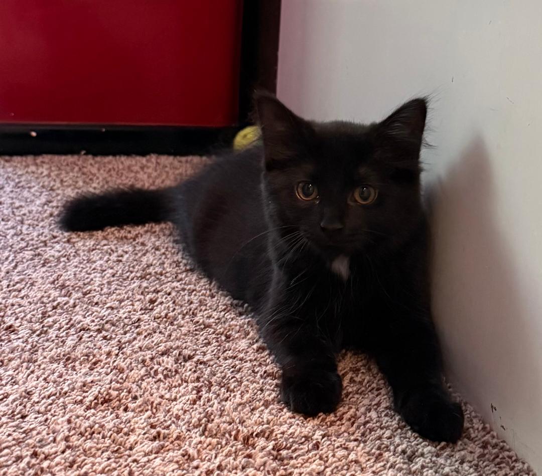 Raisin, cat