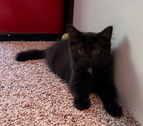 picture of the cat needing adoption