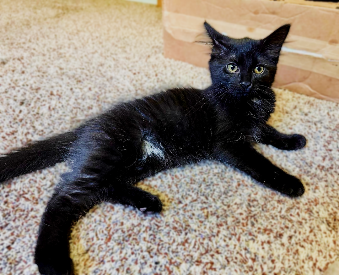 Raisin (bonded with pumpernickel), photo 4