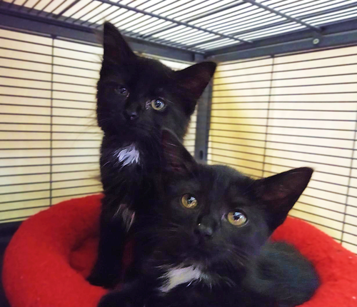 Photo 5 of Raisin (bonded with pumpernickel)