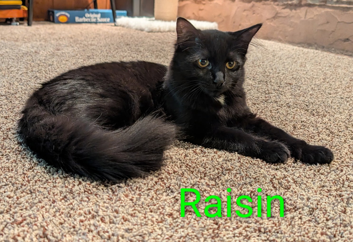 Raisin (bonded with pumpernickel)