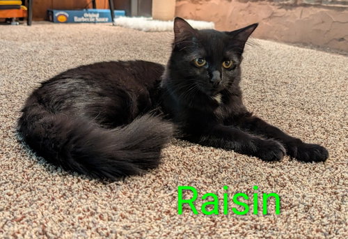 Raisin (bonded with pumpernickel), a cat for adoption from Loving Care Cat Rescue