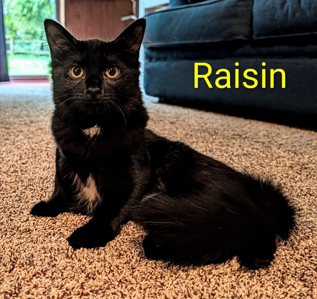Raisin (bonded with pumpernickel), photo 3